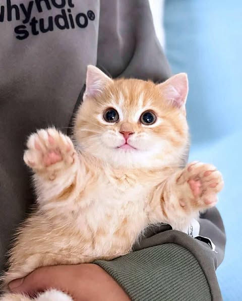 Munchkin