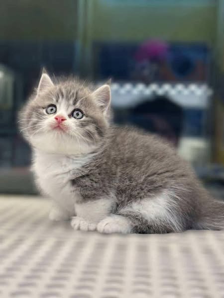 Munchkin