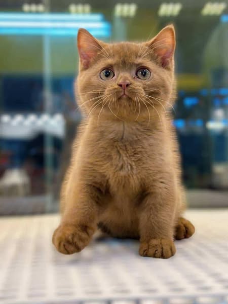 Munchkin Fold