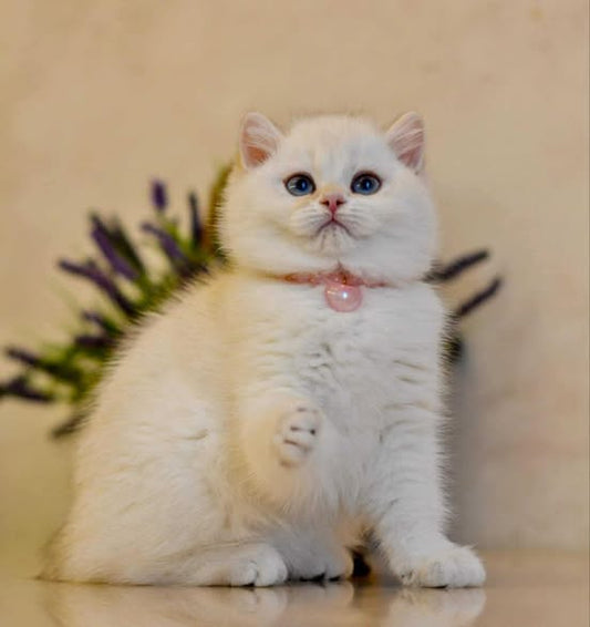British Shorthair