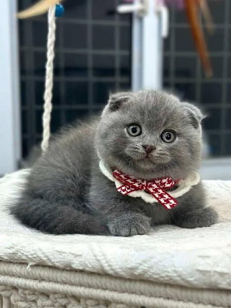 Munchkin Fold