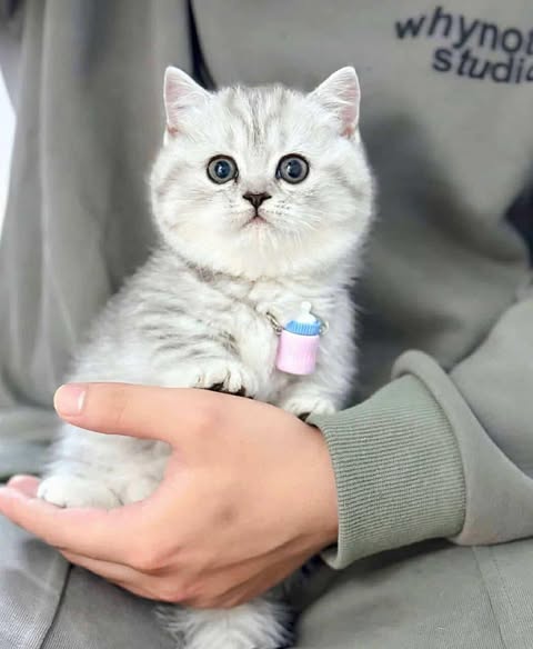 Munchkin