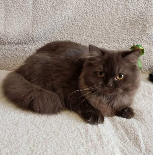 British Longhair