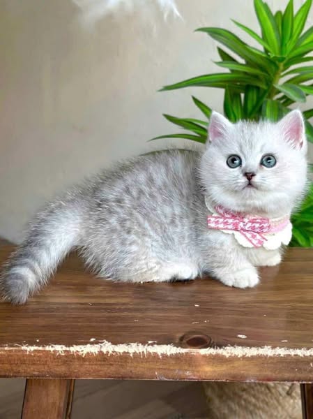 Munchkin