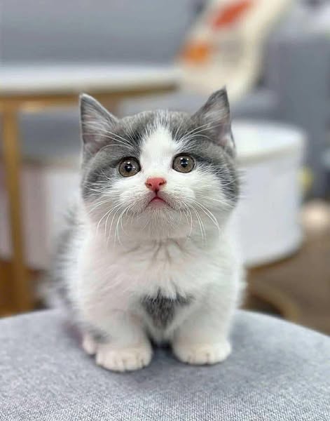 Munchkin