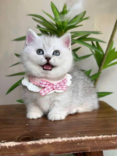 Munchkin