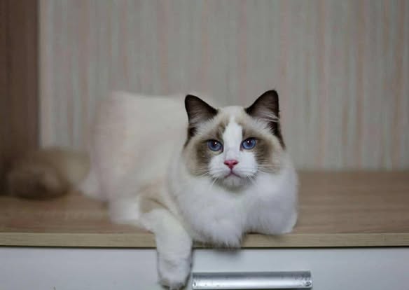 Ragdoll