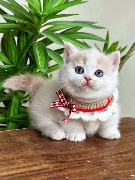 Munchkin