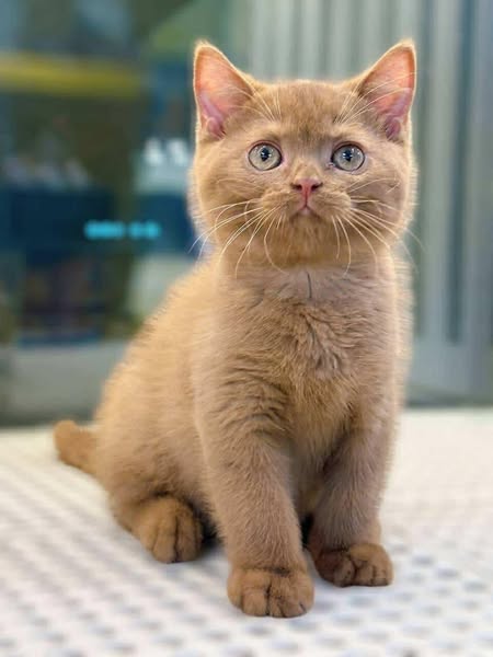Munchkin Fold