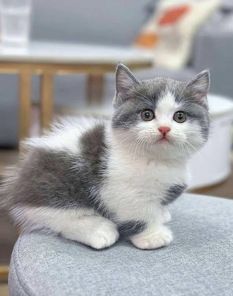 Munchkin