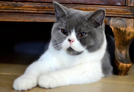 British Shorthair
