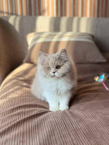 British Longhair