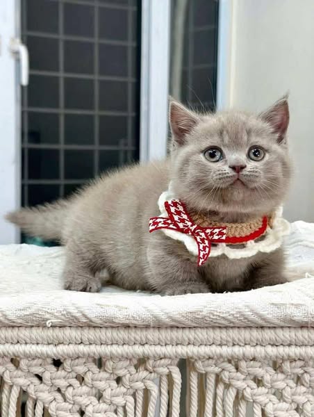 Munchkin