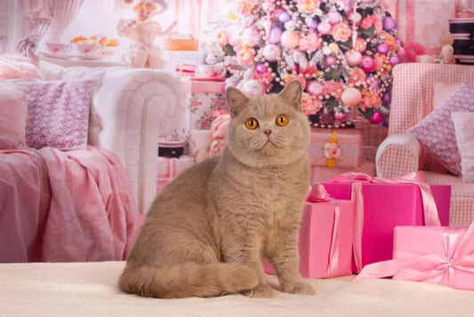 British Shorthair