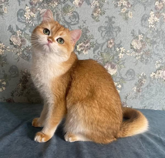 British Shorthair