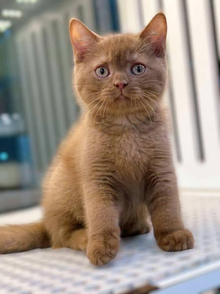 Munchkin Fold