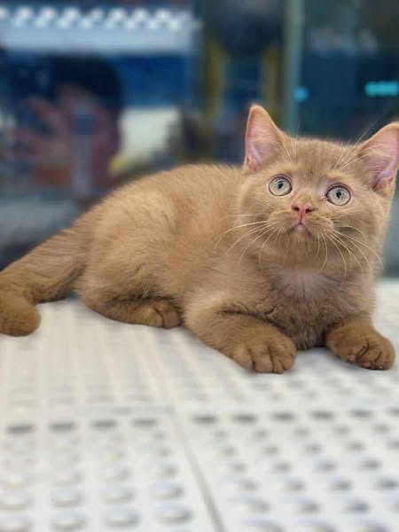 Munchkin Fold