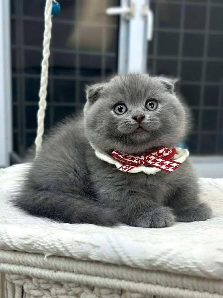 Munchkin Fold