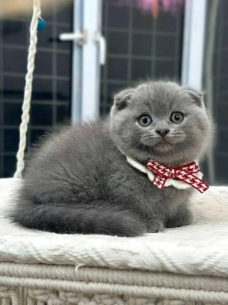 Munchkin Fold