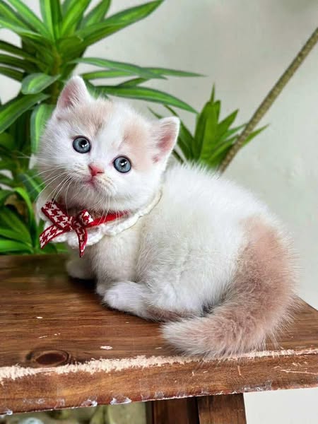Munchkin