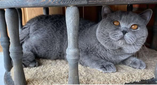 British Shorthair