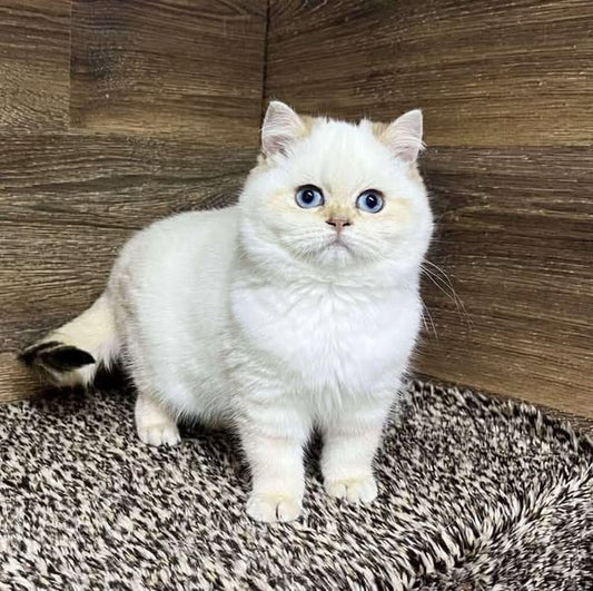 British Shorthair