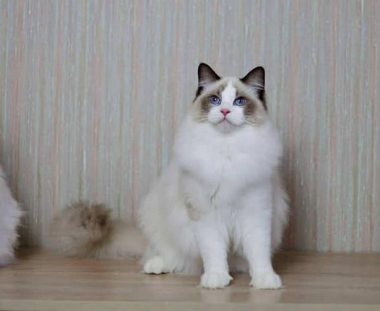 Ragdoll