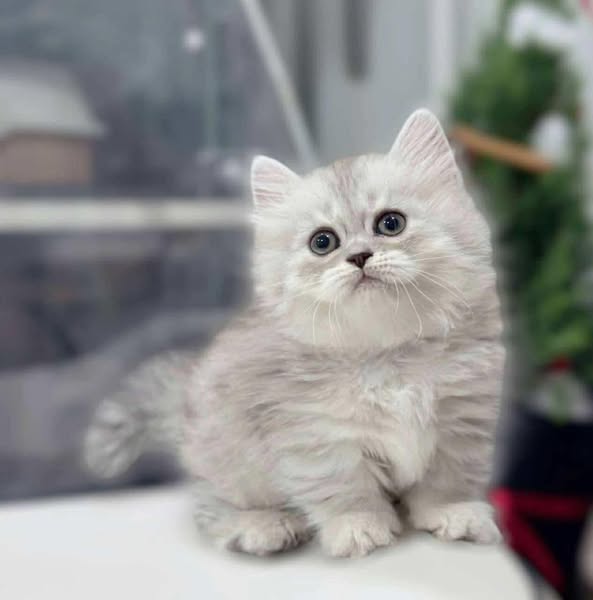Munchkin Longhair