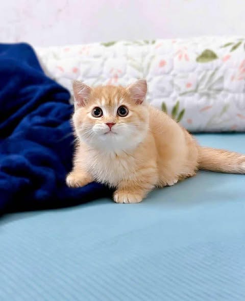 Munchkin