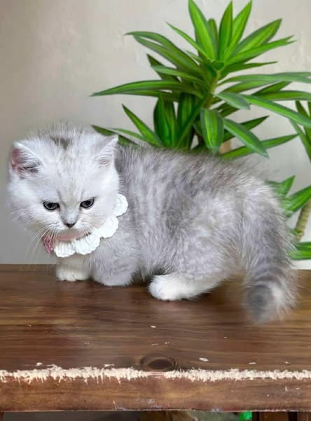 Munchkin