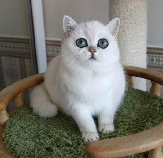 British Shorthair