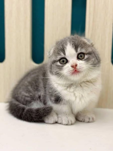 Munchkin Fold