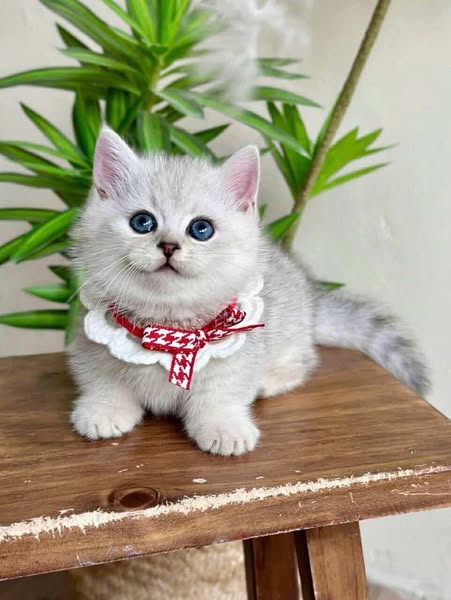 Munchkin