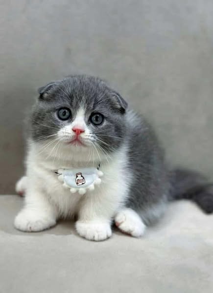 Munchkin Fold