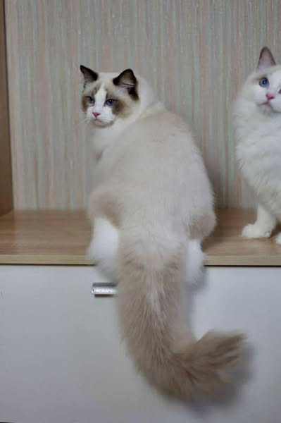 Ragdoll