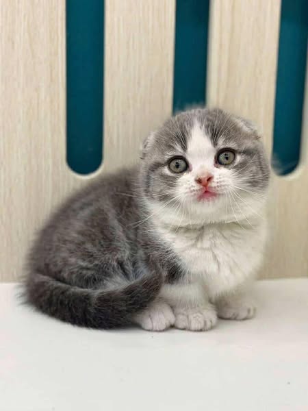 Munchkin Fold