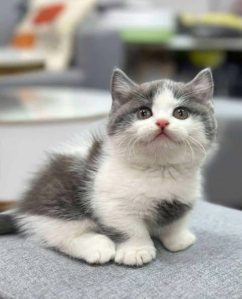 Munchkin