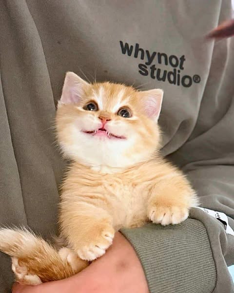 Munchkin