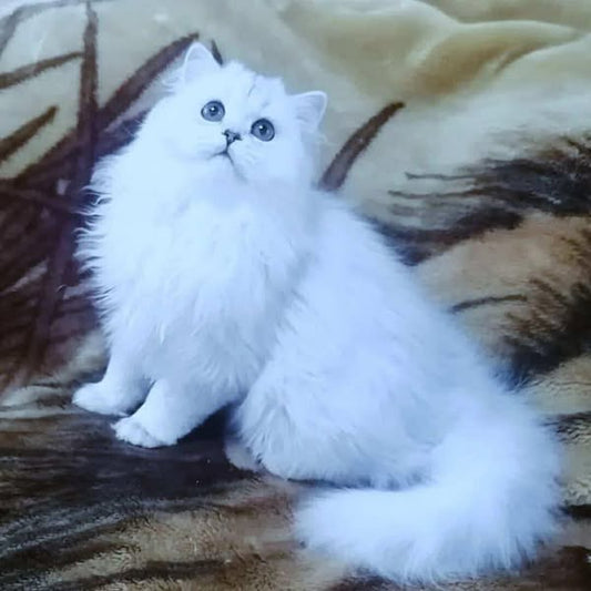 British Longhair