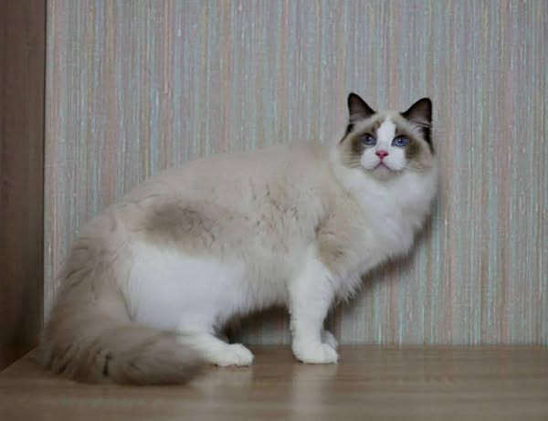 Ragdoll