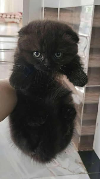 Munchkin Fold