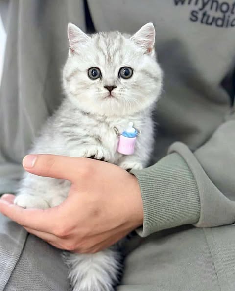Munchkin