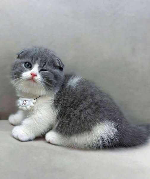 Munchkin Fold
