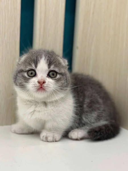 Munchkin Fold