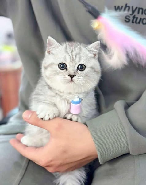 Munchkin