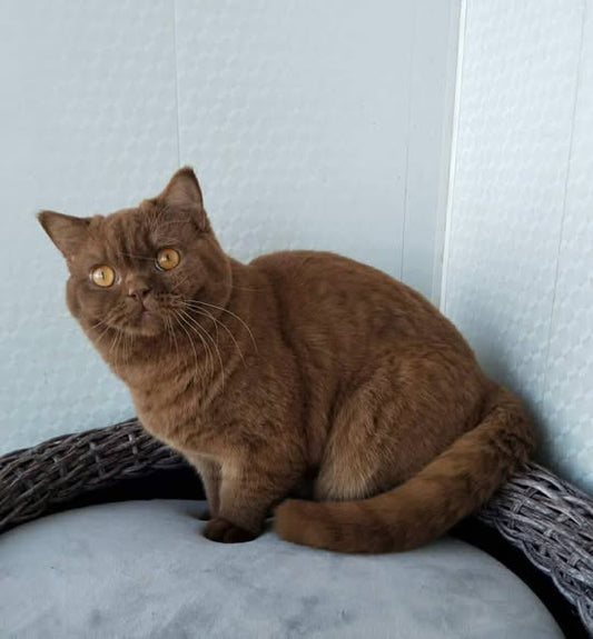 British Shorthair