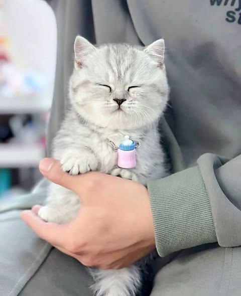 Munchkin