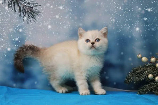 British Shorthair