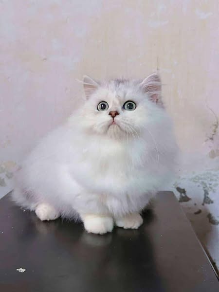 Munchkin Longhair
