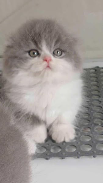 Munchkin Fold Longhair